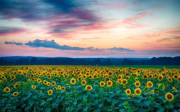 Sunflowers HD Wallpaper Free download.