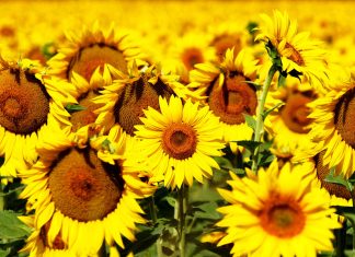 Sunflowers Wallpaper Desktop.