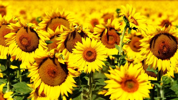 Sunflowers Wallpaper Desktop.