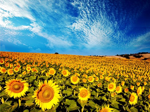 Sunflowers Wallpaper Free Download.