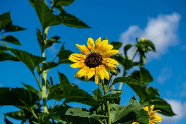 Sunflowers Wallpaper HD.