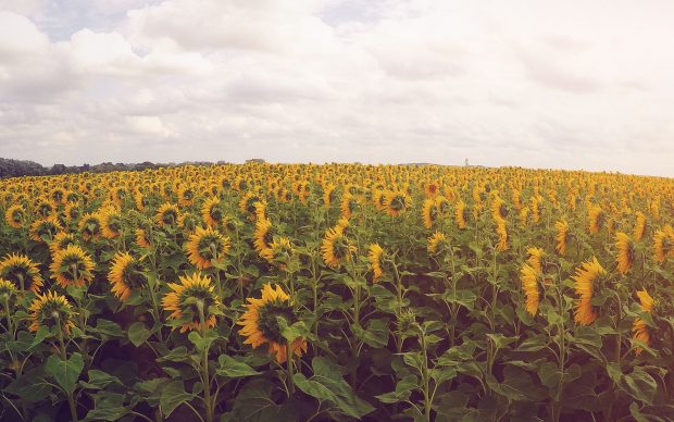 Sunflowers Wallpaper High Resolution.