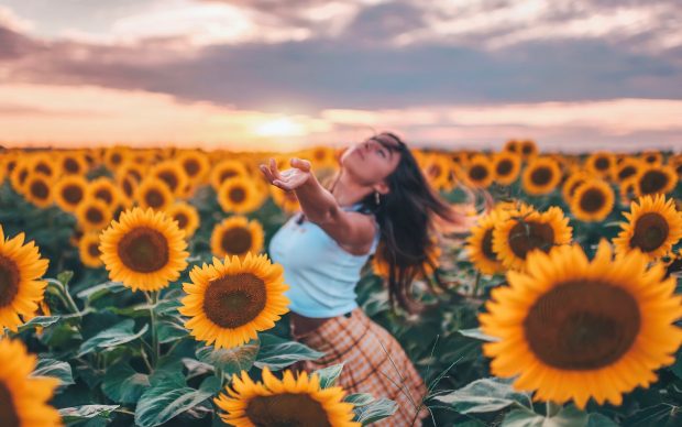 Sunflowers Wide Screen Wallpaper.