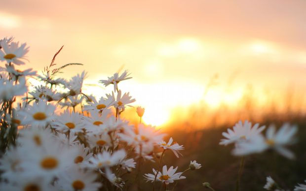 Sunset Daisy Wallpaper HD.