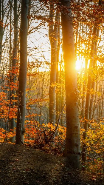 Sunset Forest Wallpaper HD.