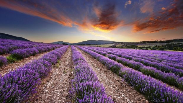 Sunset Lavender Wallpaper HD.