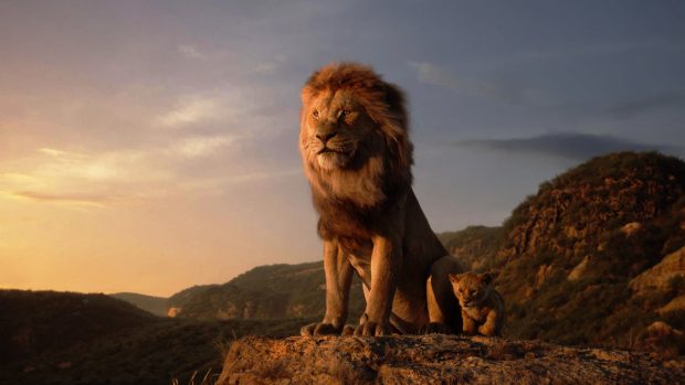 Sunset Lion Wallpaper HD.