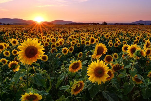 Sunset Sunflower Wallpaper HD.