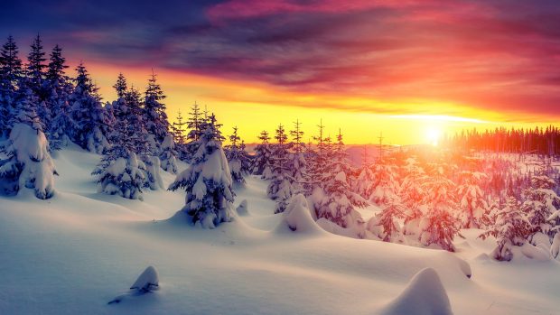Sunset Winter Forest 4K Wallpaper HD.
