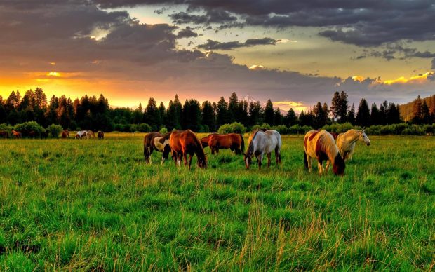 The Latest Farm Wallpaper HD.