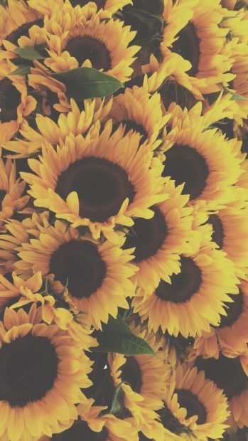 The best Aesthetic Sunflower Backgrounds.