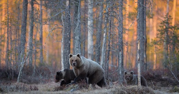 The best Bear Background.