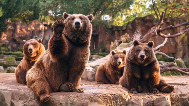 The best Bear Wallpaper HD.