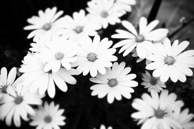 The best Black And White Aesthetic Wallpaper HD Daisy.