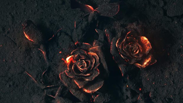 The best Black Rose Background.