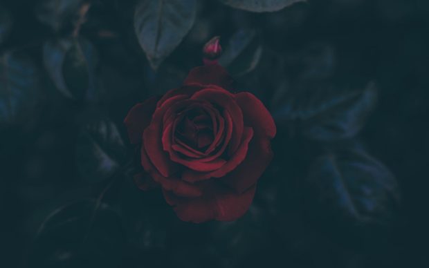 The best Black Rose Wallpaper HD.