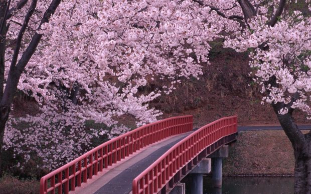 The best Cherry Blossom Background.