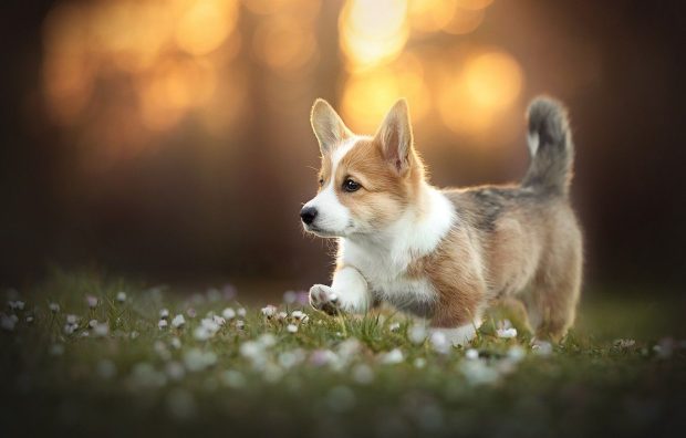 The best Corgi Background.