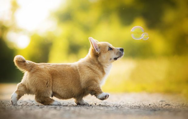 The best Corgi Wallpaper HD.