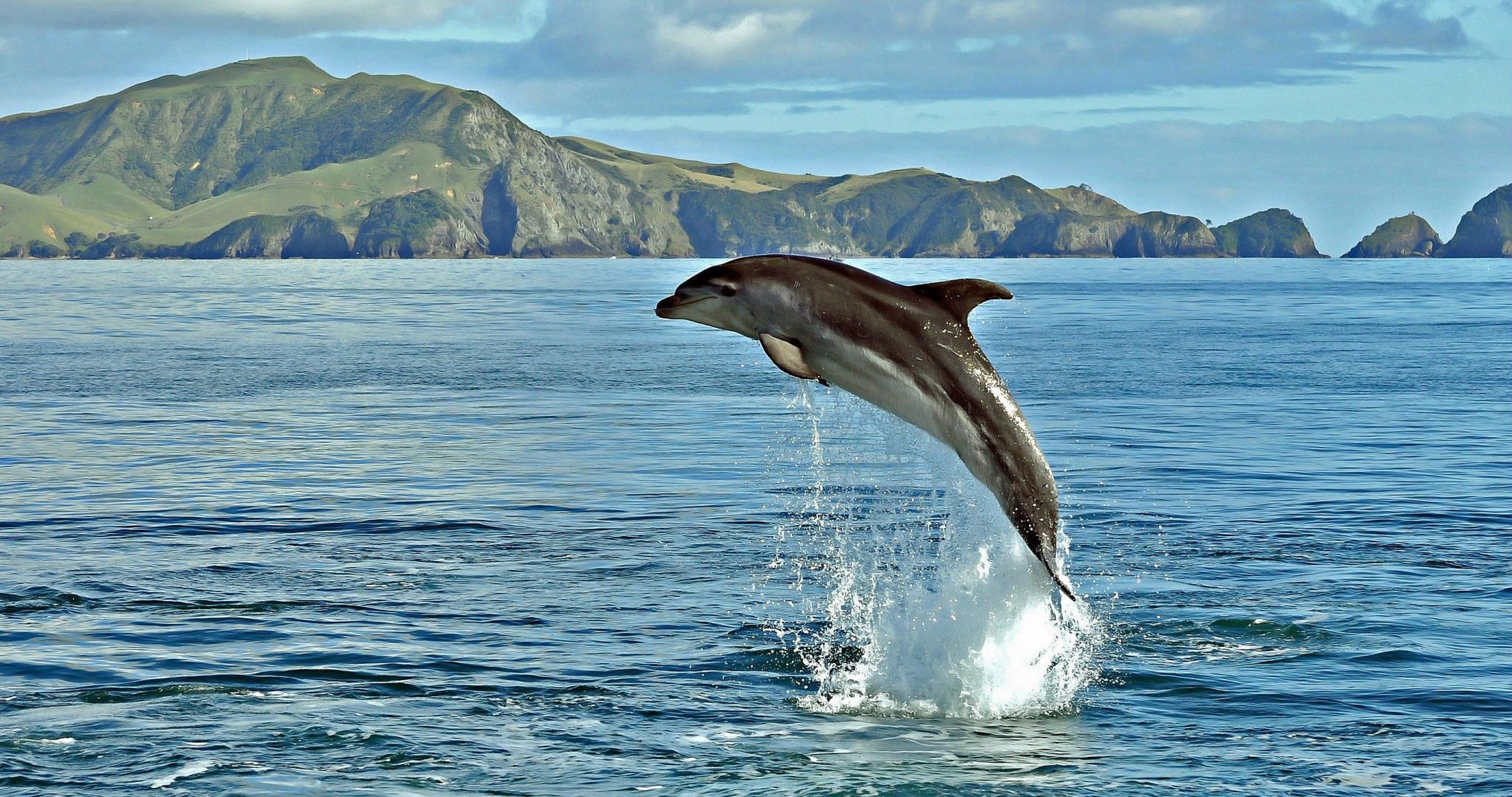 Живая природа дельфины