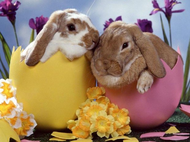 The best Easter Bunny Wallpaper HD.