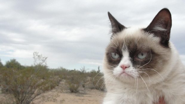 The best Grumpy Cat Wallpapers HD.