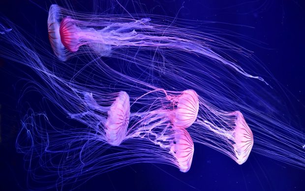 The best Jellyfish Background.