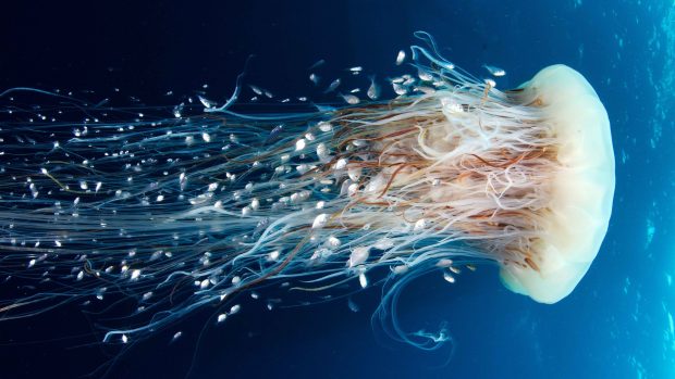 The best Jellyfish Wallpaper HD.