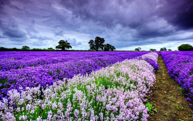 The best Lavender Wallpaper HD.