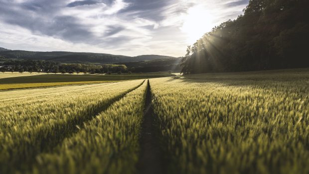 The best Nature Backgrounds.