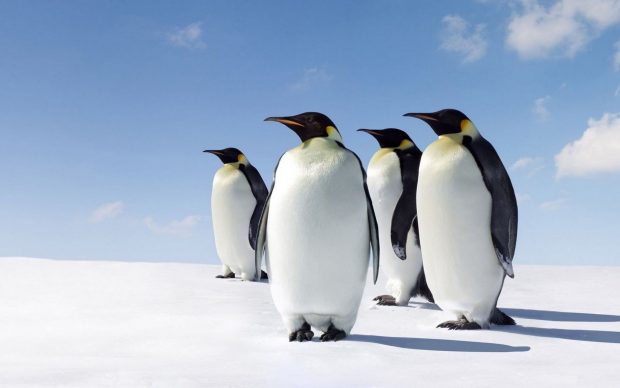 The best Penguin Wallpaper HD.