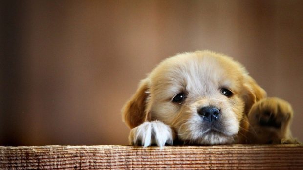 The best Puppies Wallpaper HD.