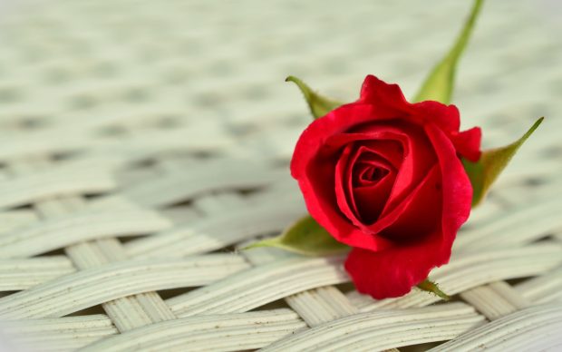 The best Rose Wallpaper HD.