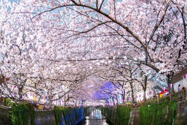 The best Sakura Background.