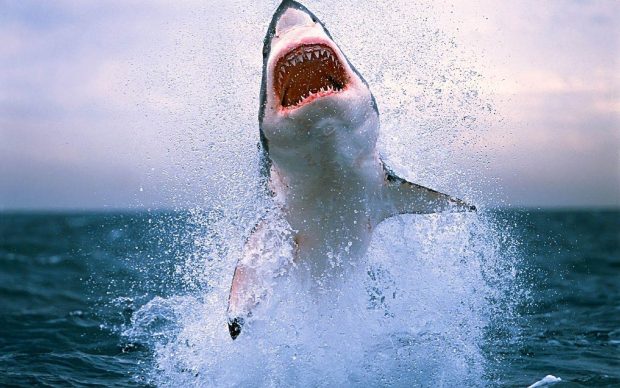 The best Shark Wallpaper HD.