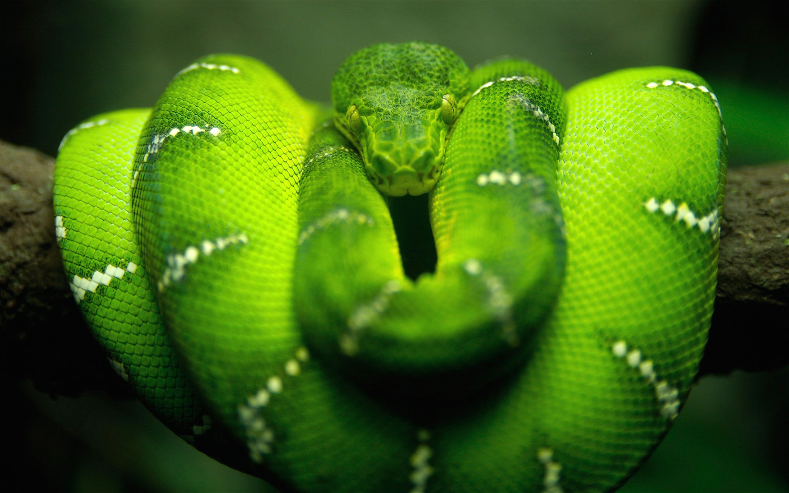 HD Snake Wallpapers Free Download 