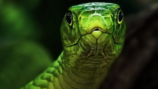 The best Snake Wallpaper HD.