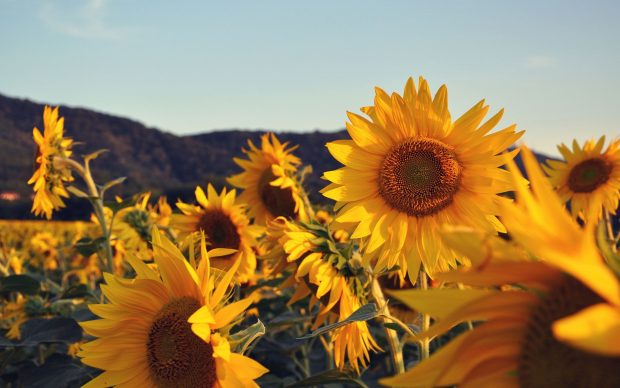 The best Sunflower Background.