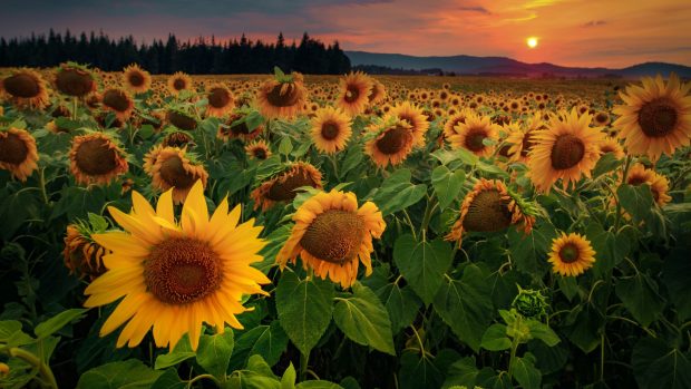 The best Sunflowers Wallpaper HD.