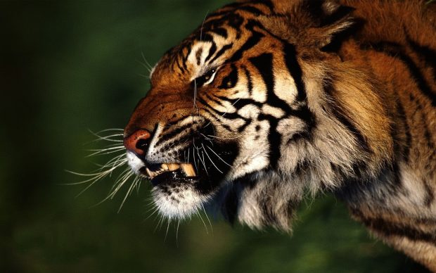 The best Tiger Wallpaper HD.