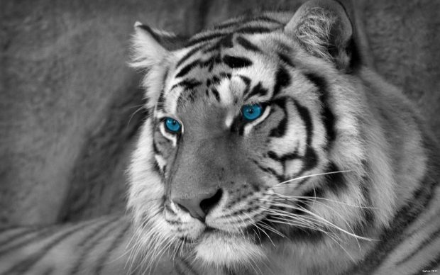 The best White Tiger Background.