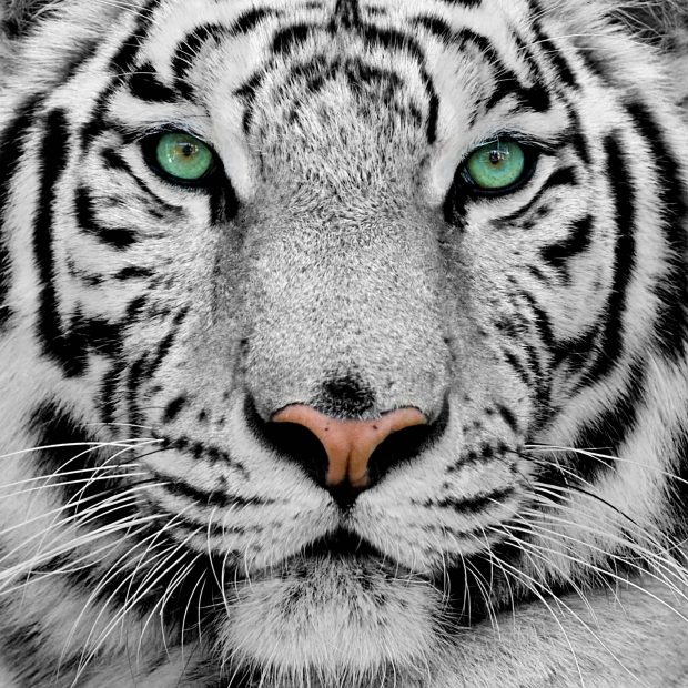 The best White Tiger Wallpaper HD.