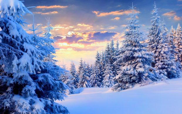 The best Winter Forest Background.