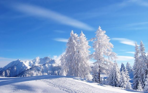 The best Winter Wonderland Background.