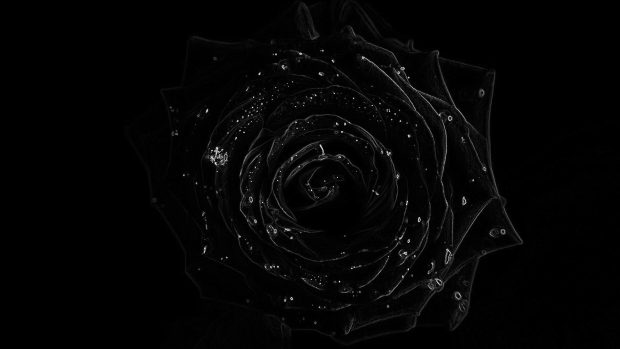 The latest Black Rose Background.