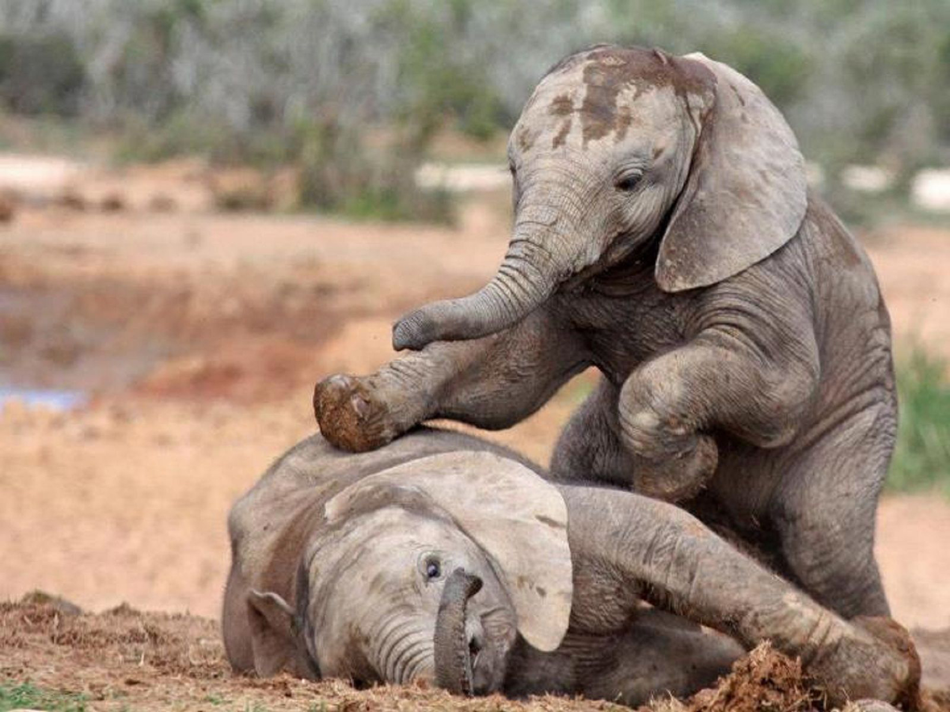 Play elephant. Слон слониха Слоненок Слонята. Милые слоны. Маленький Слоненок. Смешные слоны.