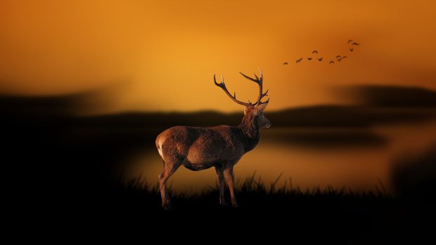 The latest Deer Background.