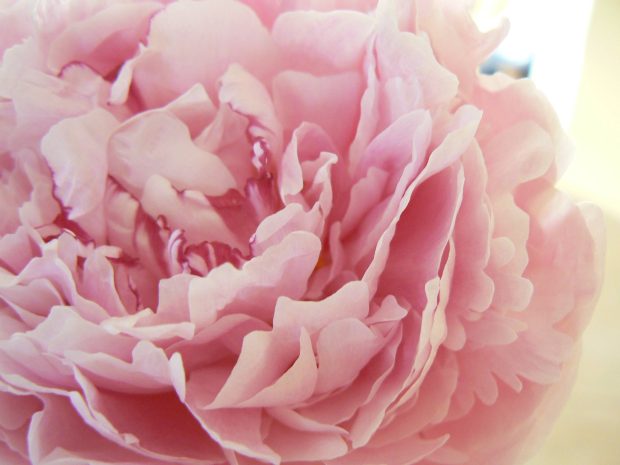 The latest Peony Background.