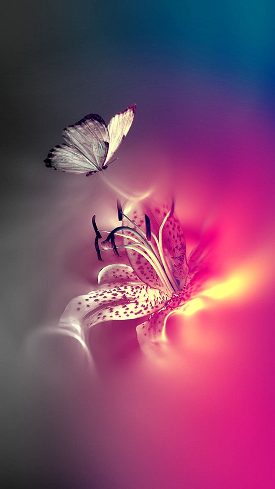 Butterfly Wallpaper  NawPic