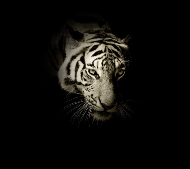 The latest White Tiger Wallpaper HD.